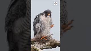 FALCON FACT facts shortvideo amazingfacts shorts factsinhindi factmine [upl. by Hanan]