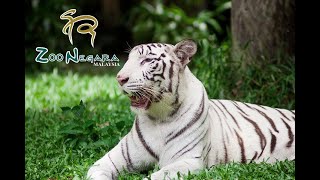 Zoo Negara Malaysia Corporate Video [upl. by Ahsimal185]