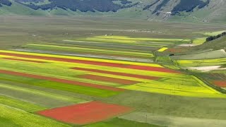 Castelluccio di Norcia lo spettacolo dei colori della fioritura [upl. by Aribold]