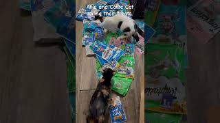 kittens catmusic catlover kittenvideos treats music [upl. by Boucher]