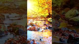 FREE Autumn Videos for Teachers amp Classrooms [upl. by Ahsile]