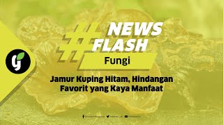 Jamur Kuping Hitam Hidangan Favorit yang Kaya Manfaat [upl. by Luapnhoj593]