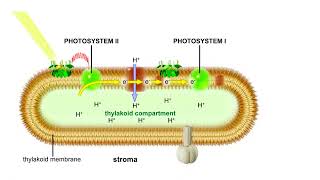 Noncyclic pathway of electron flow Animation [upl. by Germain612]