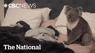 TheMoment an Australian couple found a koala in their bed [upl. by Lazaro]