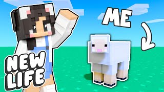 💜Minecraft BUT IM A SHEEP New Life SMP 5 [upl. by Evy]