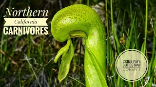 Pitcher Plants of Northern California [upl. by Volny661]