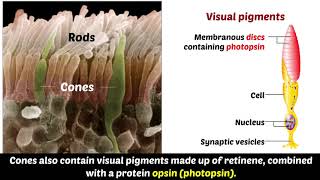 Photochemistry of Retinal visual Pigments [upl. by Yeldua]