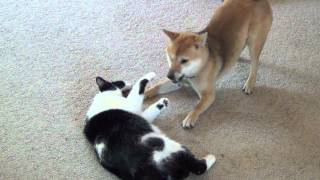 Shiba inu playing with cat [upl. by Sinegra]