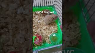 Hamster baru sabtu 12 Oktober 2024 [upl. by Burkle436]