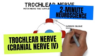 2Minute Neuroscience Trochlear Nerve Cranial Nerve IV [upl. by Zerimar]