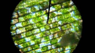 plasmolyse waterpest plasmolysis in Elodea [upl. by Haorbed943]