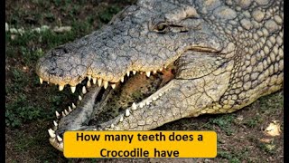 ShortsCrocodile teeth  how many teeth does a crocodile have crocodiles vs aligators [upl. by Emmanuel652]