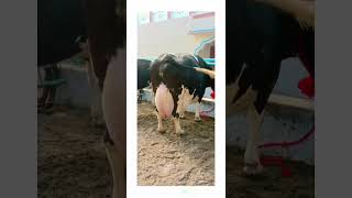 big udder cowHF breedshots youtubeshorts cow [upl. by Antonia51]