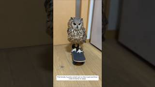 This family found a small owl on the road and then took it home to raise animalshorts owl [upl. by Yarezed]