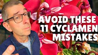 Indoor Cyclamen 11 Mistakes to AVOID [upl. by Aliak886]