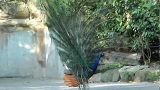 Pfau Paarung [upl. by Rance]