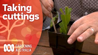 Softwood hardwood and semihardwood cuttings  Gardening 101  Gardening Australia [upl. by Adhamh]