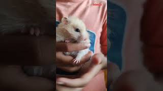 Chase or Cheese hamsters pets cidmoosa shorts [upl. by Jonathon911]