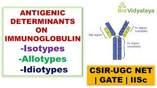 Isotypes Allotypes amp Idiotypes  IMMUNOLOGY  Cell Biology CSIR NET JRF  GATE  Lifescience [upl. by Gayleen842]