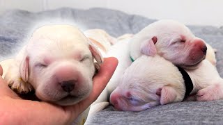 A Cuddly Pile Of Newborn Labrador Puppies [upl. by Hgielanna]