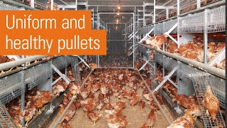 Efficient egg production in laying aviaries  NATURA rearing [upl. by Onibas]