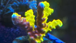 REDPURPLE SPLICED Goldenrod Anacropora [upl. by Celeste41]