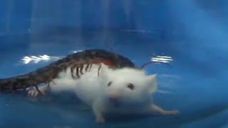 Watch Centipede Rapidly attack Kunming mouse [upl. by Grizelda]