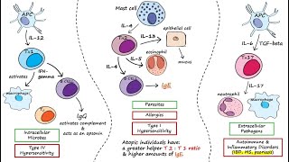 Helper T Cells [upl. by Attennaej]