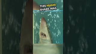 What Happend To This Mama Shark Will Shock You😱 [upl. by Elita192]