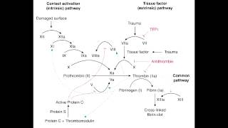 Antithrombin Deficiency amp Protein C or Protein S Deficiency [upl. by Aiva711]