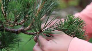 Japanese Black Pine Bonsai Decandle and Shoot Selection 1 Full year process [upl. by Aihsenek479]