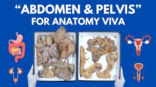 All Abdomen amp Pelvis Organs in just 20 minutes  For Anatomy Viva [upl. by Olva532]