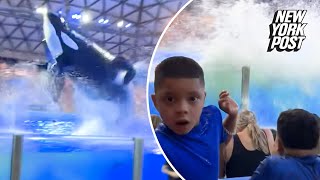 SeaWorld orca splashes poopfilled water at horrified audience ‘That was personal’ [upl. by Ciapas]