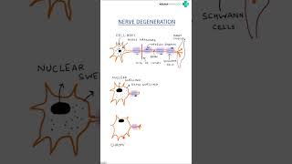 Nerve degeneration Wallerian degeneration firstyearmbbsmedicalphysiology [upl. by Inoy]