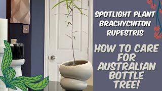 383 PlantMas Spotlighting My New Australian Bottle Tree Brachychiton rupestris  Care Tips [upl. by Theodosia292]