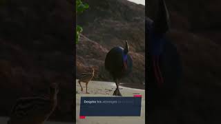 The Cassowary Attack in Australia [upl. by Ajdan950]