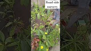 Nursery to Road side h but priceVaaniPlants GardenVilla254 [upl. by Arte852]