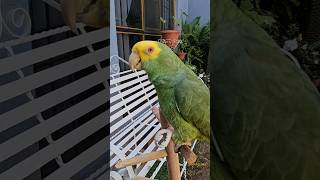 Porque Estoy Super Guapo 😎 Loro Que Habla Shorts animals parrot humor amor birds mascota fyp [upl. by Nostets400]