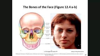 Human Biology Chapter 12 Skeletal System [upl. by Hailee]