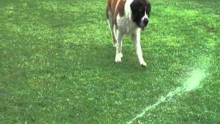 Funny Saint Bernard playing with water 3 Labradors looking on [upl. by Dobrinsky]