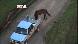 Horse Lands In Swimming Pool After Tornado Ride [upl. by Renwick595]