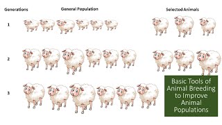 Basic Tools in Animal Breeding to Improve Animal Populations  Selection  Mating [upl. by Airda311]