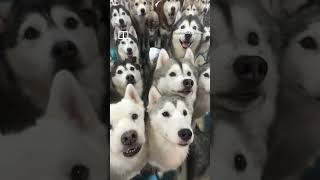 100 huskies escape from pet cafe in China shorts [upl. by Nawtna121]