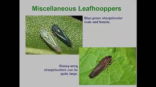 Module23 Leafhopers Planthoppers 2019 [upl. by Dahle]