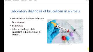 Laboratory Diagnosis of Animal Brucellosis  Ring Test Rose Bengal test  Medical Microbiology [upl. by Cherice]