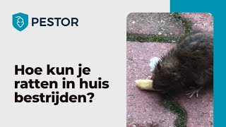 Ratten in huis bestrijden Zo pak je het aan  Pestor [upl. by Ahtilat]