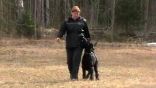 Giant Schnauzer Gigabit Full Firewall training Obedience [upl. by Terrance]