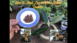 How To Start Loquat Trees From Seeds Indoors [upl. by Zavras]