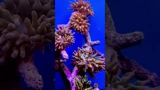 Anemone 🌳Tree With Skunk 🤡 aquarium reef aquariumfish fish anemone [upl. by Arreic]