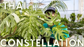 Monstera variegata quotThai Constellationquot cura e coltivazione di una pianta rara [upl. by Huxley373]